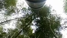 Looking at bamboo from a different perspective。How big is bamboo?  モウズク خَيْرُزان  bamboe  대나무  cây tre   बांस   ต้นไผ่  μπαμπού  бамбук  بمبوس Can you guess how big this bamboo is? You know what?