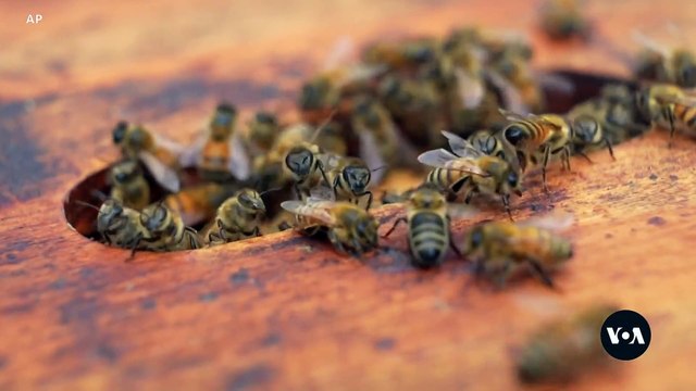 Bees and Dogs: The Unexpected Cancer Detectives