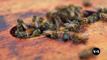 Bees and Dogs: The Unexpected Cancer Detectives