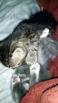 El gato pernanca la gata bombay y los gatitos bonitos #shorts #animal #mascotas #felino #amor #pet