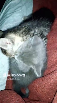 el gato pernanca acostado con los gatitos #shorts #amor #amistad #animal #mascota #felino #pet