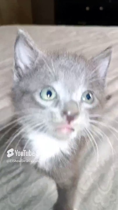 jugando con los gatitos de la gata bombay #shorts #animal #mascota #felino #fauna #amor #amistad