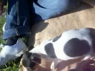 Daia en plein course