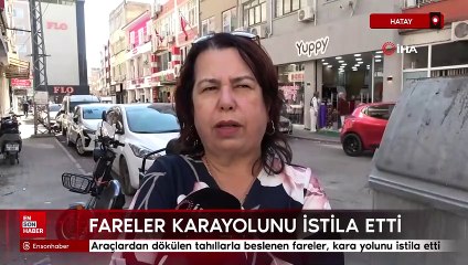 Hatay'da fareler kara yolunu istila etti