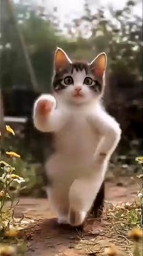 🐱Cat dancing💕 _cat _sweety sweety _pets _kittens _cute _cutekittten _cutecat(360P)