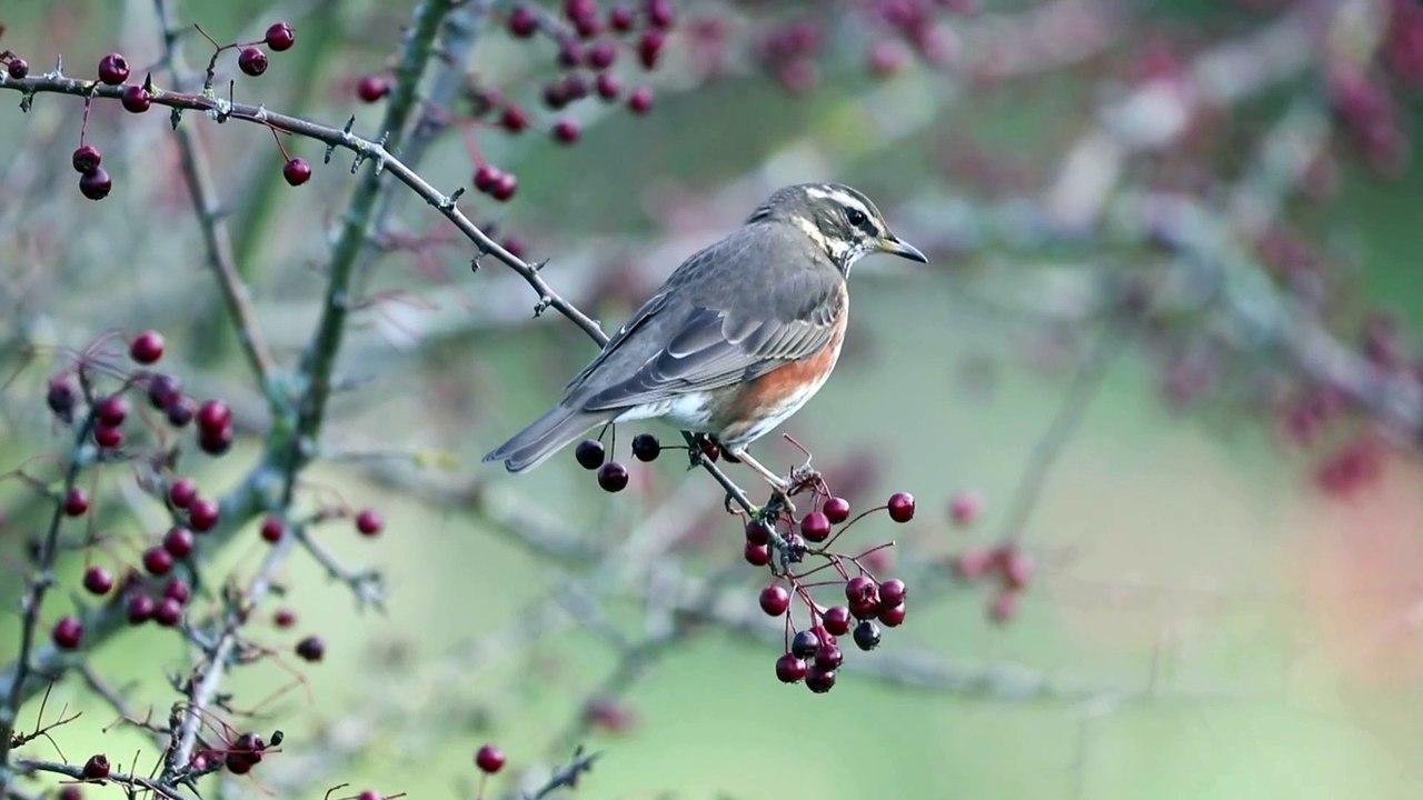 The Redwing: Close Up HD Footage (Turdus iliacus)