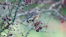 The Redwing: Close Up HD Footage (Turdus iliacus)
