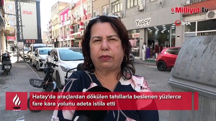 Bu görüntüler Hatay'dan! Fareler karayolunu istila etti