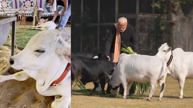 पुष्कर मेले में पहुंची पुंगनूर गाय, गोद में भी उठाकर कर सकते हैं दुलार, पीएम मोदी के इस वीडियो से आई थी पहली बार सुर्खियों में