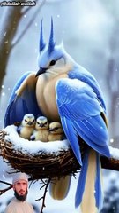 New recia San surah Mulk by Mohammad Abdullah #bird #IslamicShorts #shorts ##foryou #foryou #foryou