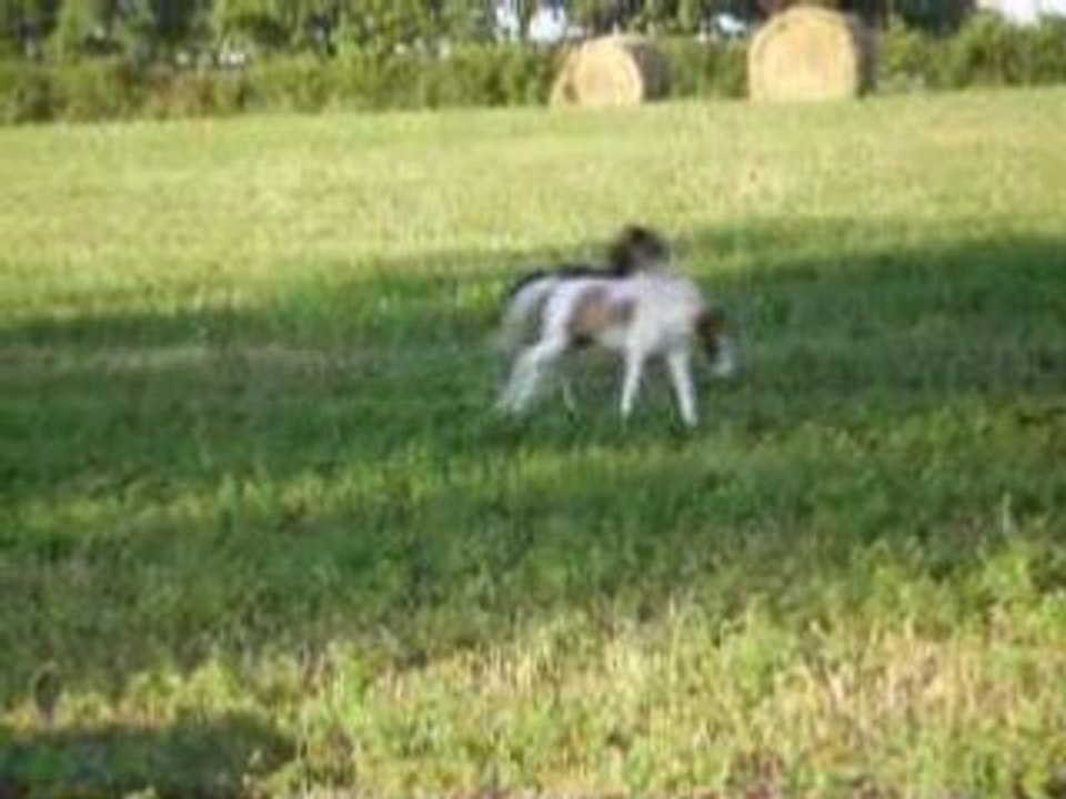 Divina Stela ranch - élevage des Chevaux Miniatures