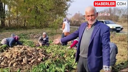 Iğdır'da Şeker Pancarı Sökümünde Zorluklar Baş Gösteriyor