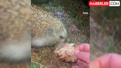 Bolu'da Kirpiyi Kızarmış Tavukla Besleyen Doğaseverin Görüntüleri İlgi Gördü