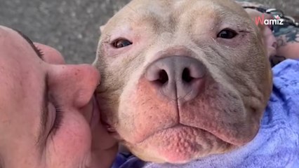 Ils sauvent un chien de l'euthanasie : sa puce électronique révèle un secret vieux de 19 ans que personne ne croit (vidéo)
