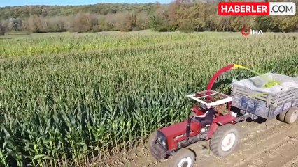 Sinop'ta Silajlık Mısır Hasadı Sona Erdi