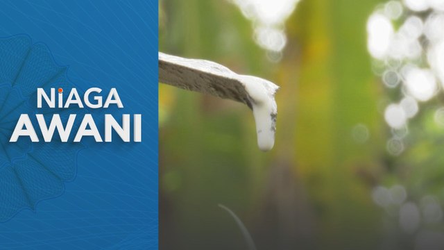 Pengeluaran getah asli Malaysia susut 13.9 peratus pada September