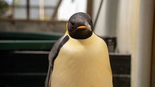 Este pingüino viajó más de 3.000 kilómetros de la Antártida hasta Australia