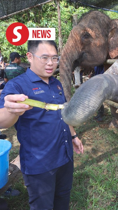 Johor planning to set up food banks to address human-elephant conflicts