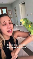 Intentó hacer creer a su loro que lloraba para ver su reacción, pero la respuesta se volvió viral