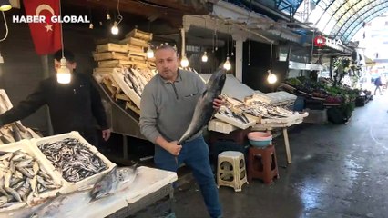Mersin'de avlanan dev balık 1500 liraya satıldı