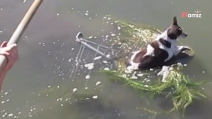 Mann entdeckt Einkaufswagen im Kanal: Was sich darin befindet übersteigt seine Vorstellungskraft