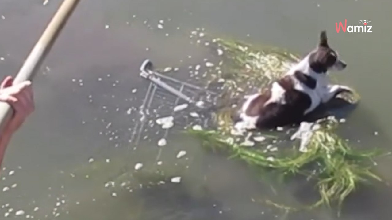 Mann entdeckt Einkaufswagen im Kanal: Was sich darin befindet übersteigt seine Vorstellungskraft