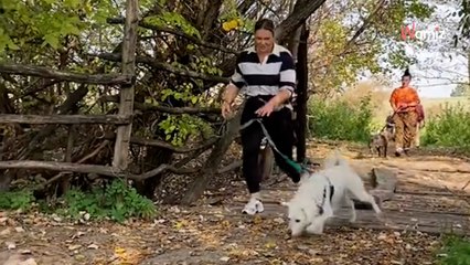 Ein Tierheim organisiert einen Adoptionstag: Als niemand für die Hunde kommt, folgt eine radikale Entscheidung