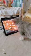 It's Good to Feed the Dolls