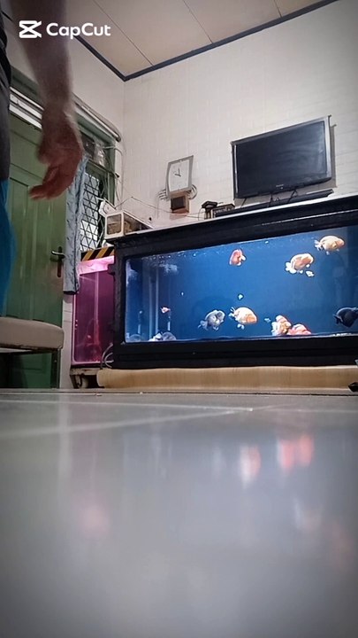 Otw Kurus