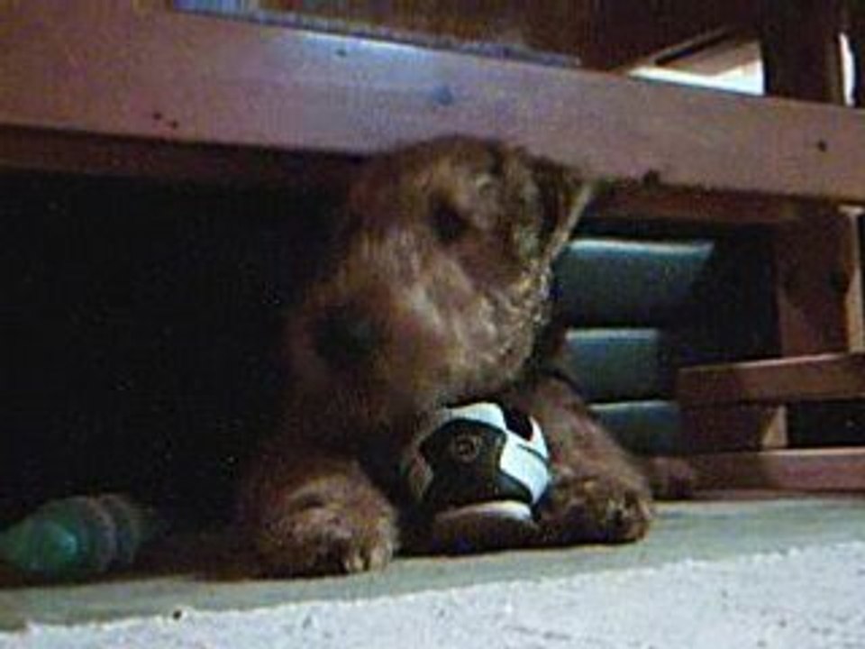 Unser Airedale Anka