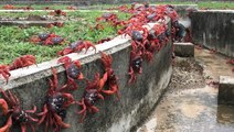 Millions of red crabs take over Australian island in annual spectacle