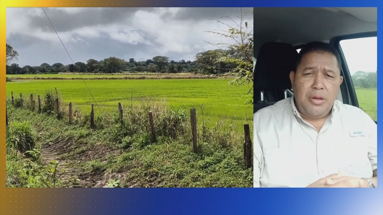 ¿Habrá desabastecimiento de arroz tras daños causados por las lluvias?