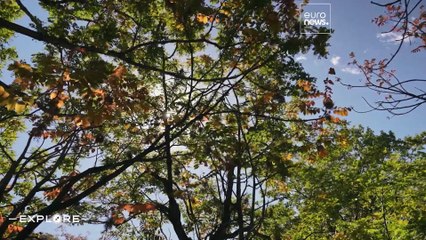 Explore Japan's indigenous Ainu culture: Upopoy & Marimo Festival