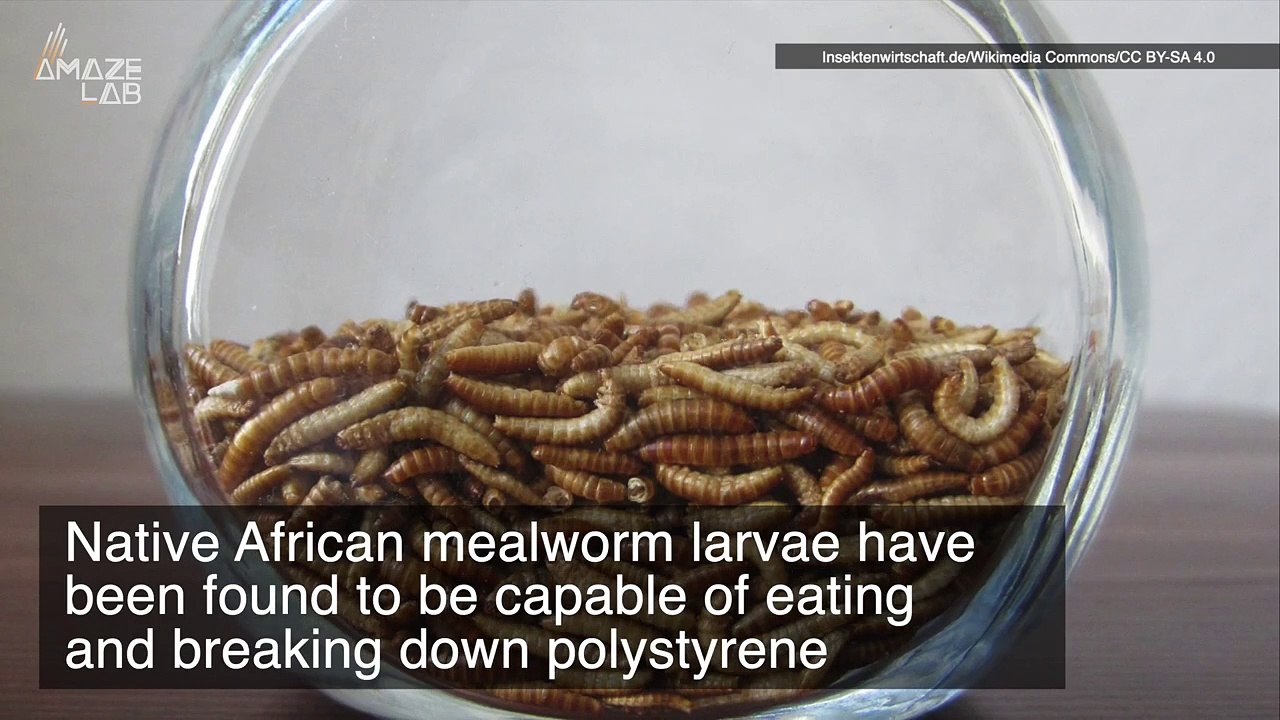 Scientists Discover Insects Capable of Eating and Breaking Down Plastic