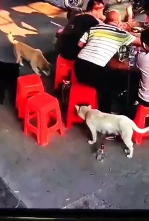 2024 best animals videos #cutecatvideos #funnycatvideos #cuteanimals #funny #reels #shortsvideo  #shorts #animal #funny animals #cat #animals #fyp