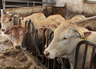 So sah es im alten Stall in Rasch aus (Video: Martin Müller)
