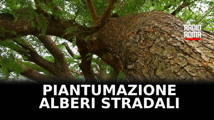 Al via a Roma piantumazione alberi stradali