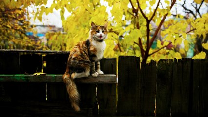Five Amazing Facts About Cats