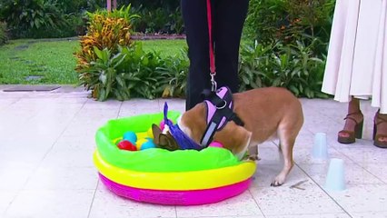 bd-juegos-caseros-para-sus-perros-121124