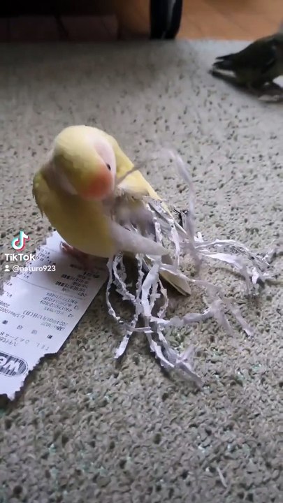 #parrot #bird #fashion #design #designer #animal #intelligent #creative #sn2sg #sunnight #sunnightpop #recycle #ecology #paper #handcrafted #sunnightblues #sunnightjazz #thedaysstillyoung #cutebaby #beautiful  #pet #hobby #artcraft #creator #respect #make