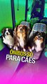 Ônibus só para cães