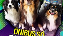 Ônibus só para cães