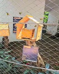 Campus da UEM inaugura meliponário no Bosque Uirapuru, em Umuarama