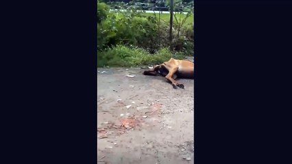Égua é encontrada abandonada totalmente debilitada em canal de Praia Grande; VÍDEO