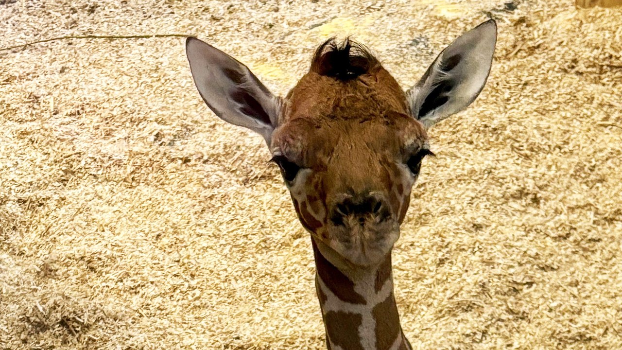 Nachwuchs bei den Netzgiraffen im Tiergarten Schönbrunn