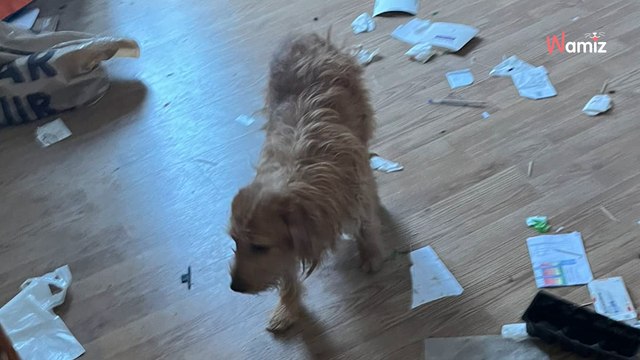 Pyrénées-Orientales : lors d'une expulsion, ils découvrent plusieurs chiens et chats dans l'appartement insalubre