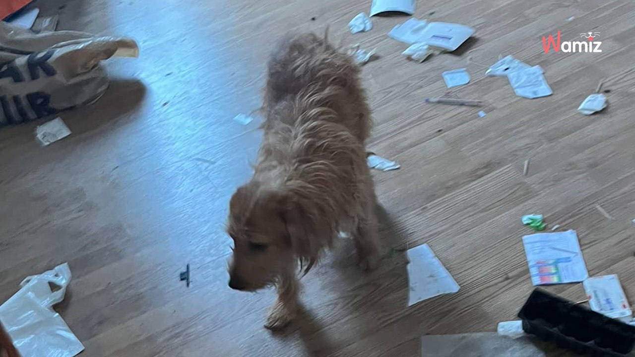 Pyrénées-Orientales : lors d'une expulsion, ils découvrent plusieurs chiens et chats dans l'appartement insalubre