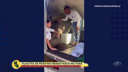 Filhotes de peixe-boi são resgatados no Pará | Melhor da Noite