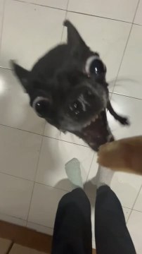 Chihuahua Makes Funny Face While Reaching for Chicken