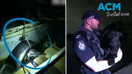Puppy clinging to a floating tyre rescued from Nudgee Beach waterway